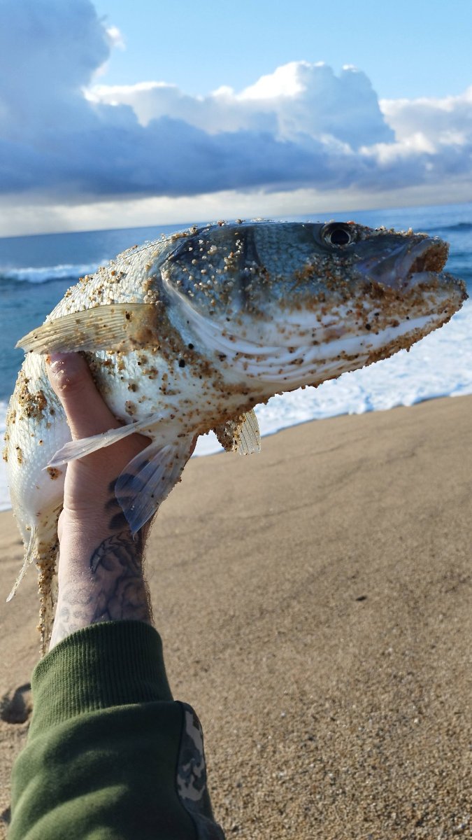Pesca de la lubina desde costa: cuándo, dónde y con qué